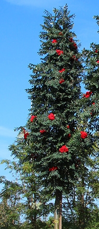 jarzab fastigiata - smukłe drzewo alejowe